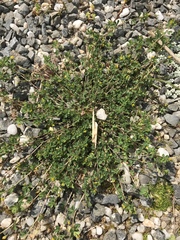 Trifolium micranthum