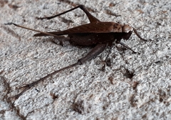 Eneoptera nigripedis