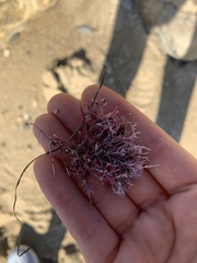 Lithothrix aspergillum