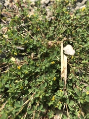 Trifolium micranthum