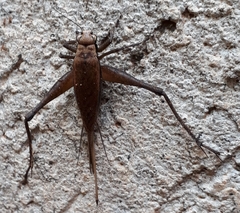 Eneoptera nigripedis