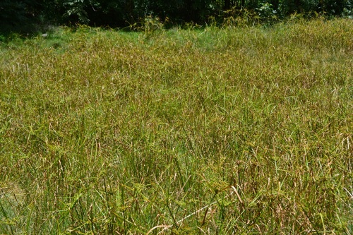 Cyperus virens, photograph 3
