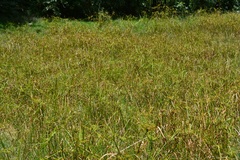 Cyperus virens, photograph (c) Neptalí Ramírez Marcial, some rights reserved (CC BY)