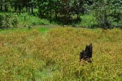 Cyperus virens, photograph (c) Neptalí Ramírez Marcial, some rights reserved (CC BY)