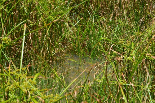 Cyperus virens, photograph 5