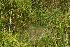 Cyperus virens, photograph (c) Neptalí Ramírez Marcial, some rights reserved (CC BY)