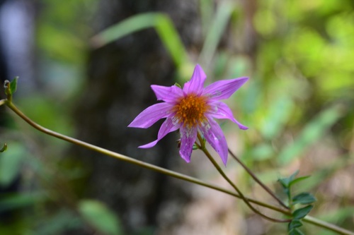 Dahlia australis, photograph 4