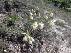 Onosma tanaitica