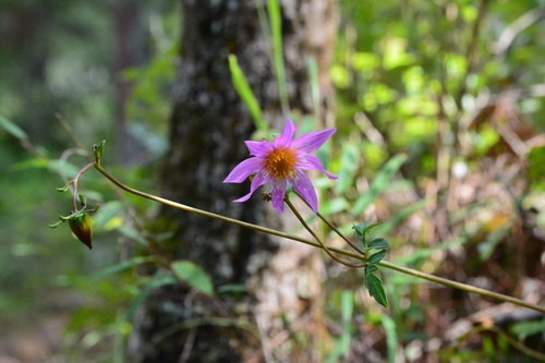 Dahlia australis, photograph 5