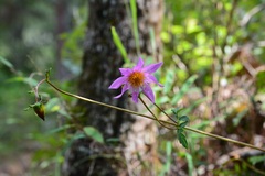 Dahlia australis, photograph (c) Neptalí Ramírez Marcial, some rights reserved (CC BY)