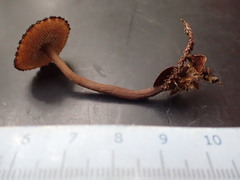 Auriscalpium umbella