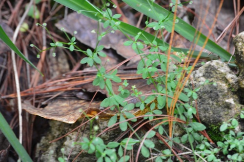 Bristly Bedstraw (Galium uncinulatum)