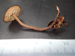 Auriscalpium umbella