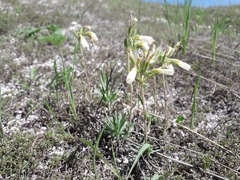Onosma tanaitica