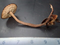 Auriscalpium umbella