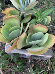 Kalanchoe luciae