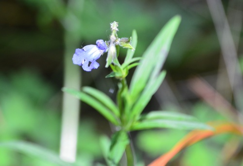Salvia reptans, photograph 5