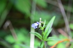 Salvia reptans, photograph (c) Neptalí Ramírez Marcial, some rights reserved (CC BY)