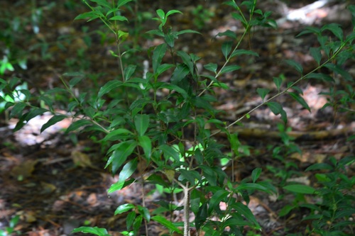Graytwig (Schoepfia schreberi)