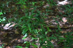 Schoepfia schreberi