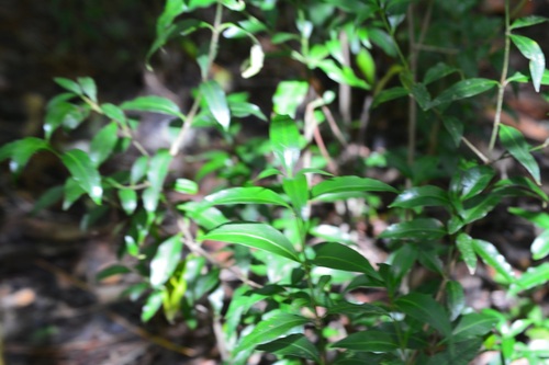 Schoepfia schreberi, photograph 1
