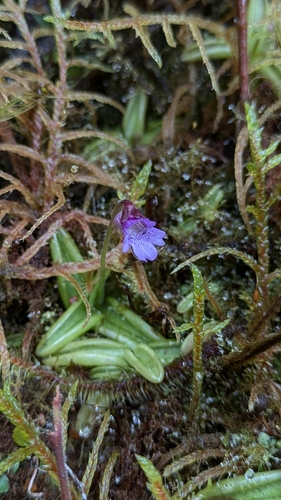 Pinguicula involuta