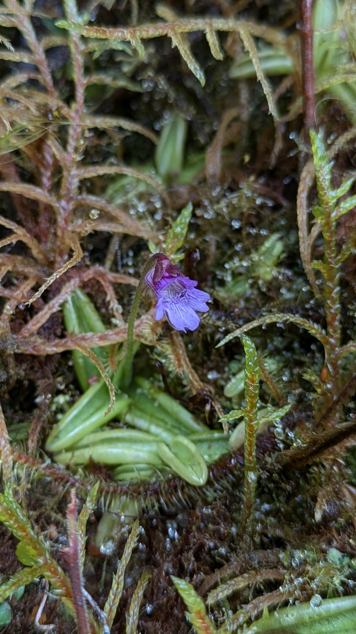 Pinguicula involuta Ruiz & Pav. 3