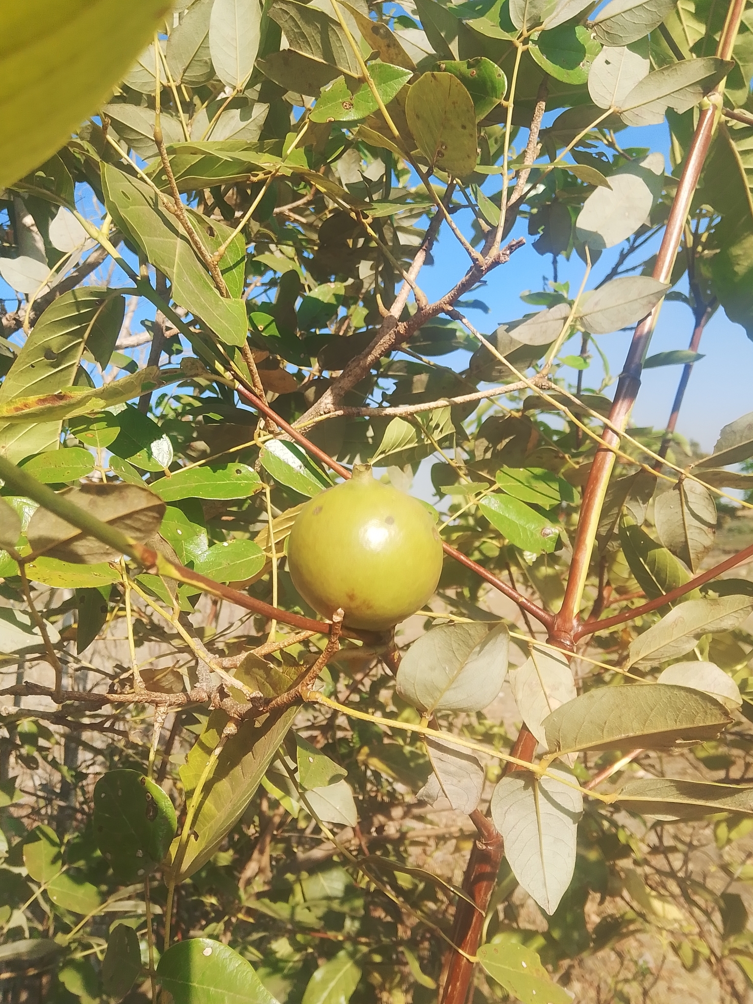 Alibertia edulis