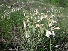 Onosma tanaitica