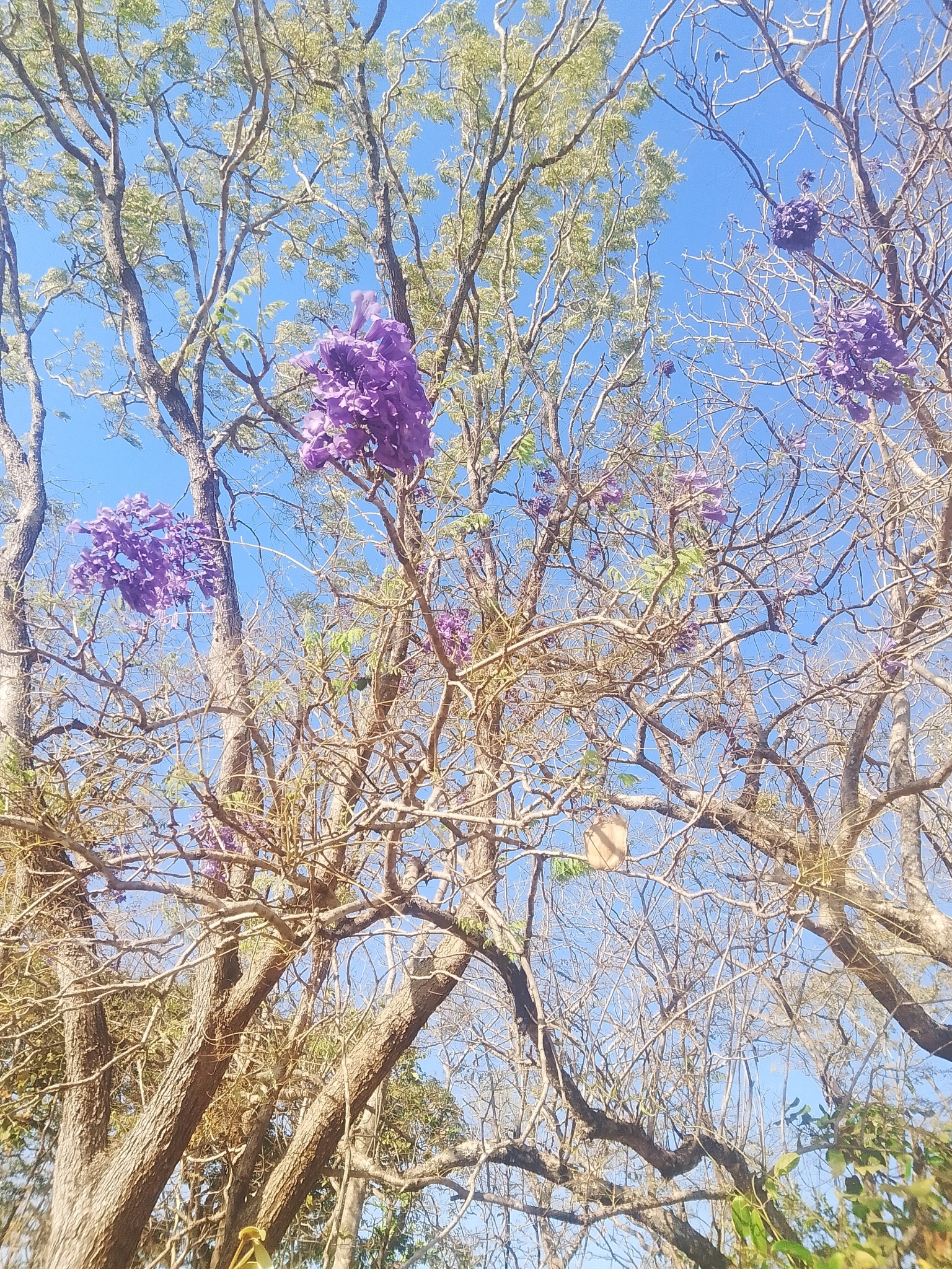 Jacaranda brasiliana