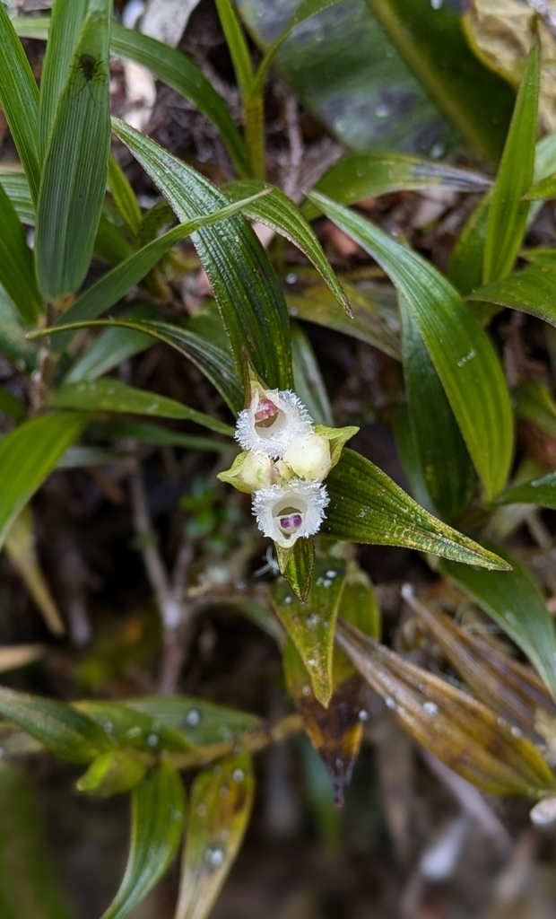 Elleanthus petrogeiton