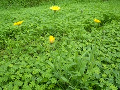 Leontodon longirostris