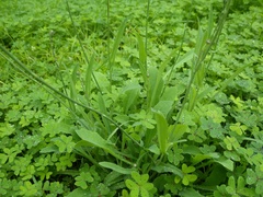 Leontodon longirostris