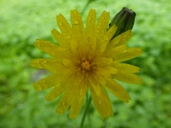 Leontodon longirostris