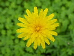 Leontodon longirostris