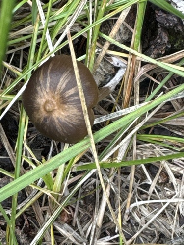 Silky Pinkgill