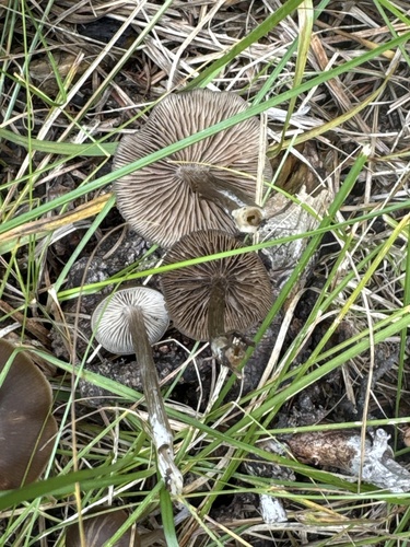 Silky Pinkgill