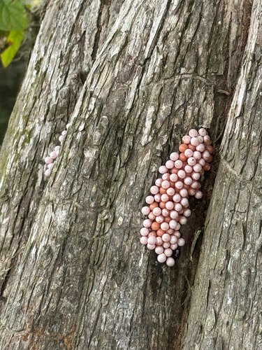 Pomacea paludosa