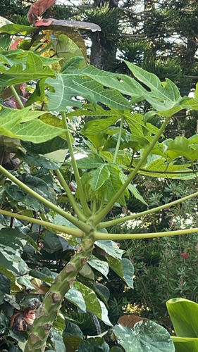 Carica papaya