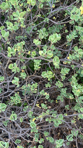 ʻĀkia (Wikstroemia uva)