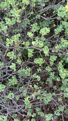 author not stated, no rights reserved Wikstroemia uva-ursi, photograph author not stated, no rights reserved