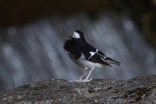 Enicurus scouleri