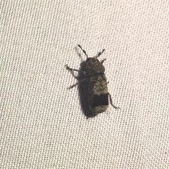 Ozotomerus japonicus
