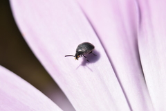 Coleoptera