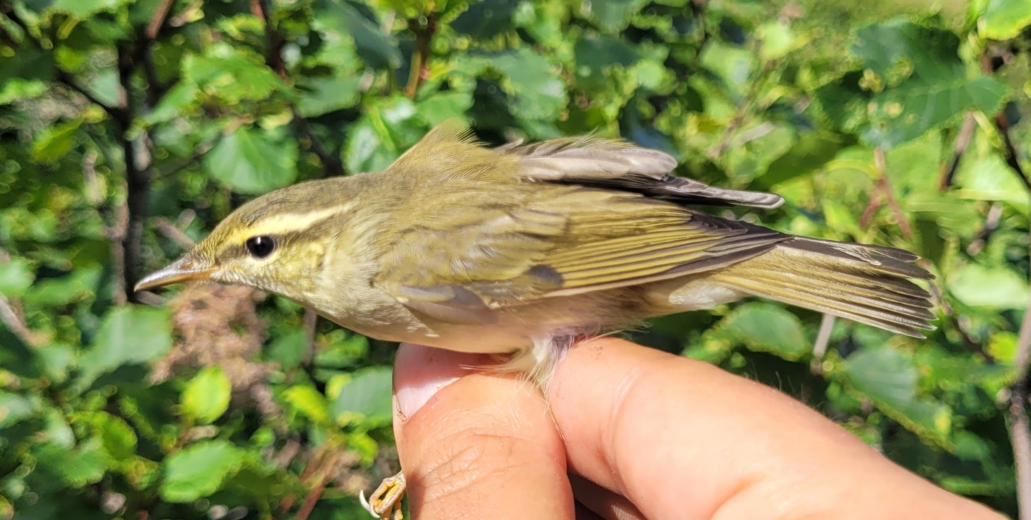 Kamchatka Leaf Warbler