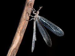 Acanthaclisini