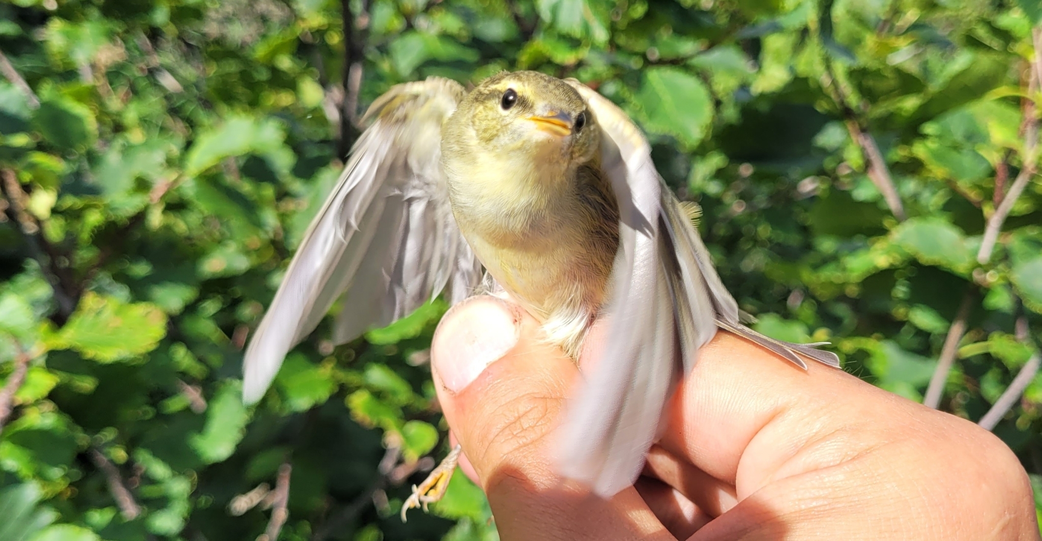 Kamchatka Leaf Warbler