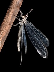 Acanthaclisini