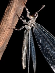 Acanthaclisini