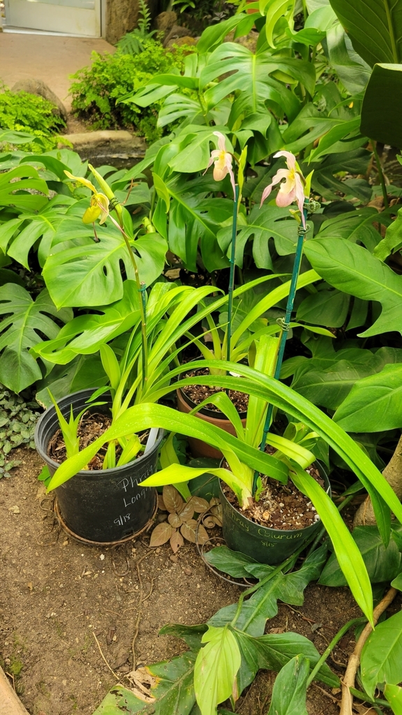 Phragmipedium × sedenii